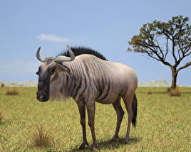 Wildebeest Low Poly Modèle 3D