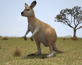 Kangaroo Joey Low Poly Modèle 3D