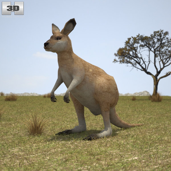 Kangaroo Joey Low Poly Modèle 3D