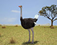 Ostrich Low Poly 3D-Modell