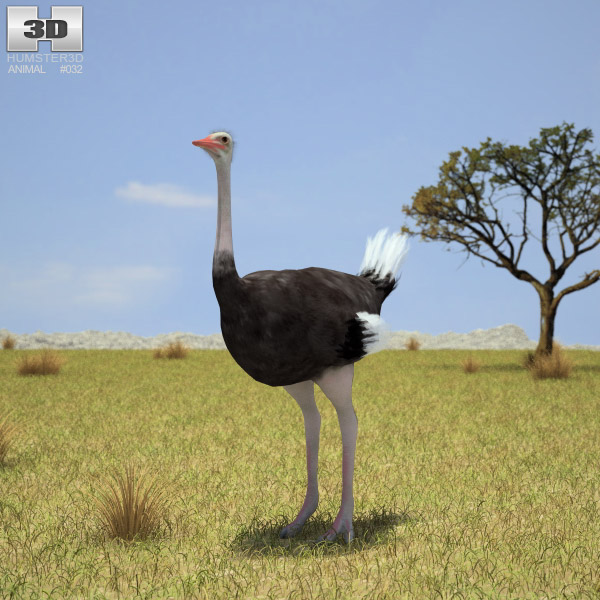 Ostrich Low Poly 3D model