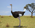 Ostrich Low Poly 3D-Modell