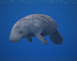 West Indian Manatee Low Poly 3D-Modell