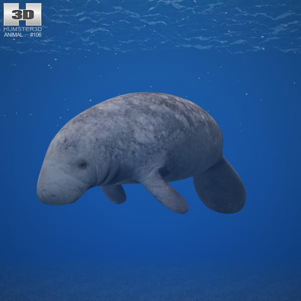 West Indian Manatee Low Poly 3D model