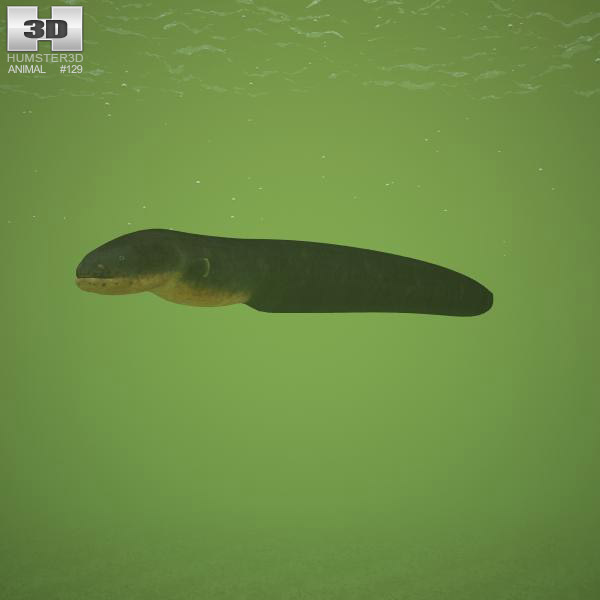 Electric Eel Low Poly 3Dモデル