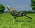 Red-Shouldered Hawk Low Poly 3D-Modell