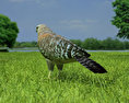 Red-Shouldered Hawk Low Poly Modello 3D