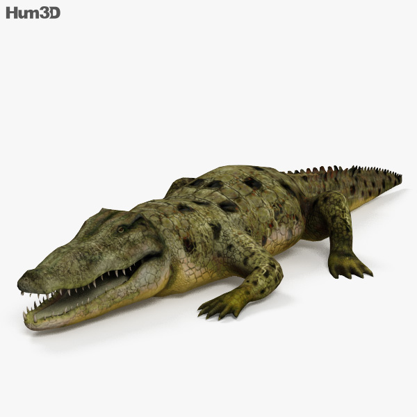 Крокодил 3D модель