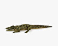 Common Crocodile 3d model