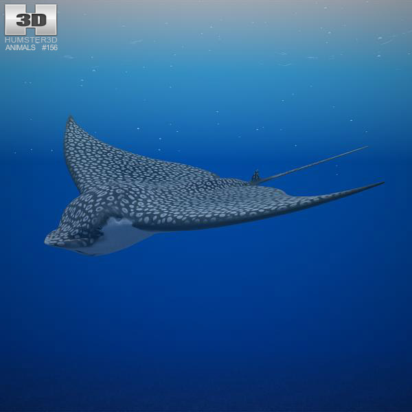 Spotted Eagle Ray Low Poly 3D model