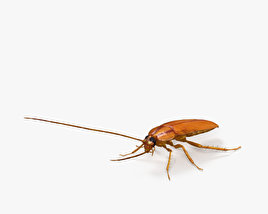 Cockroach 3D model