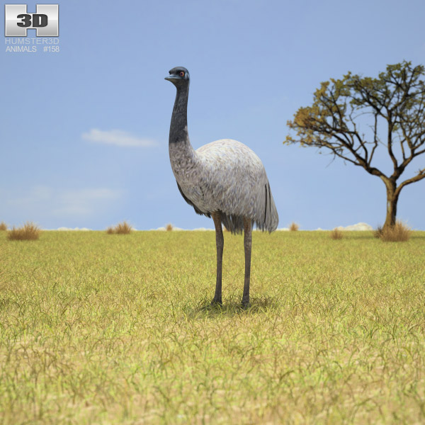 Emu Low Poly Modèle 3D