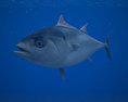 Atlantic Bluefin Tuna Low Poly 3D-Modell