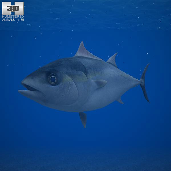 Atlantic Bluefin Tuna Low Poly 3D model