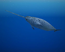 Narwhal Low Poly Modelo 3d