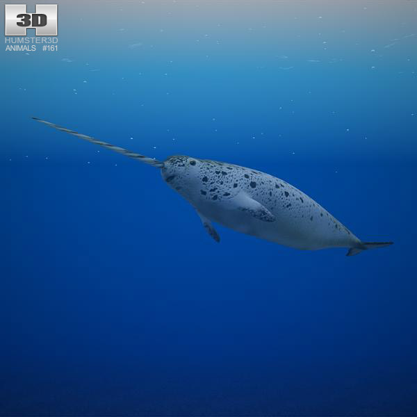 Narwhal Low Poly Modelo 3D