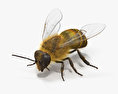 Honey Bee 3d model