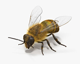 꿀벌 3D 모델 