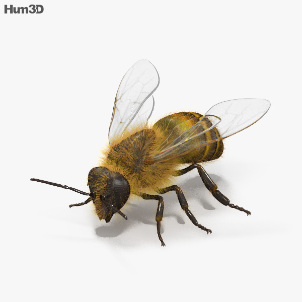 Honigbienen 3D-Modell