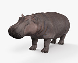 Hippopotamus 3D model