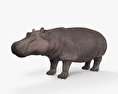 Hippopotamus 3d model