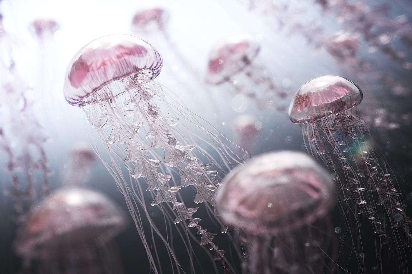Jellyfish Swarm