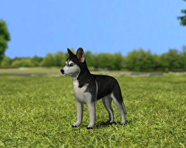 Siberian Husky Puppy Low Poly 3D модель