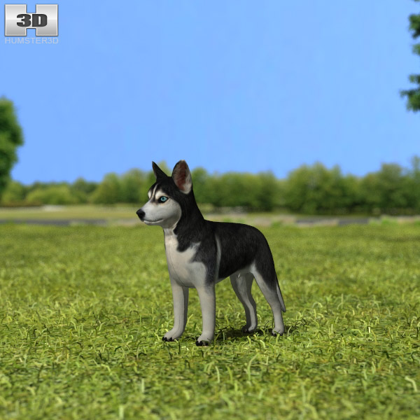 Siberian Husky Puppy Low Poly Modello 3D