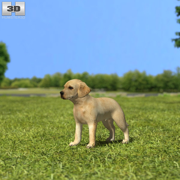 Labrador Retriever Puppy Low Poly Modèle 3D