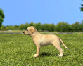 Labrador Retriever Puppy Low Poly 3D模型