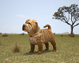 Shar Pei Puppy Low Poly Modello 3D