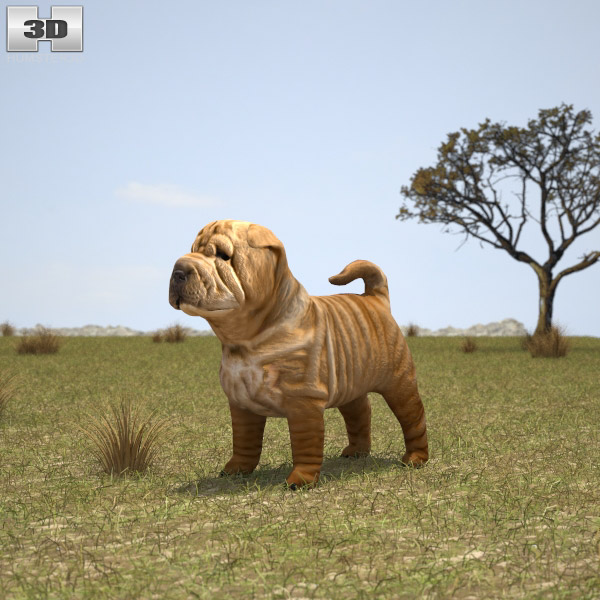 Shar Pei Puppy Low Poly 3D-Modell