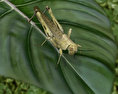 Desert Locust Low Poly Modelo 3D
