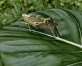Desert Locust Low Poly 3D 모델 