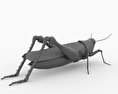 Desert Locust Low Poly 3D 모델 