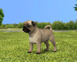 Pug Puppy Low Poly 3D model