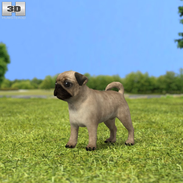 Pug Puppy Low Poly Modèle 3D