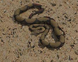 Boa Constrictor Low Poly 3Dモデル