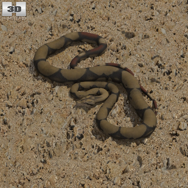 Boa Constrictor Low Poly 3D 모델 
