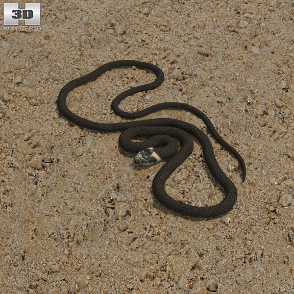 Grass Snake Low Poly 3D 모델 