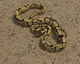 Common Python Low Poly 3D model