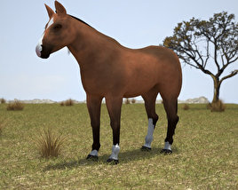Thoroughbred Low Poly Modelo 3d