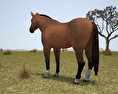 Thoroughbred Low Poly 3D-Modell