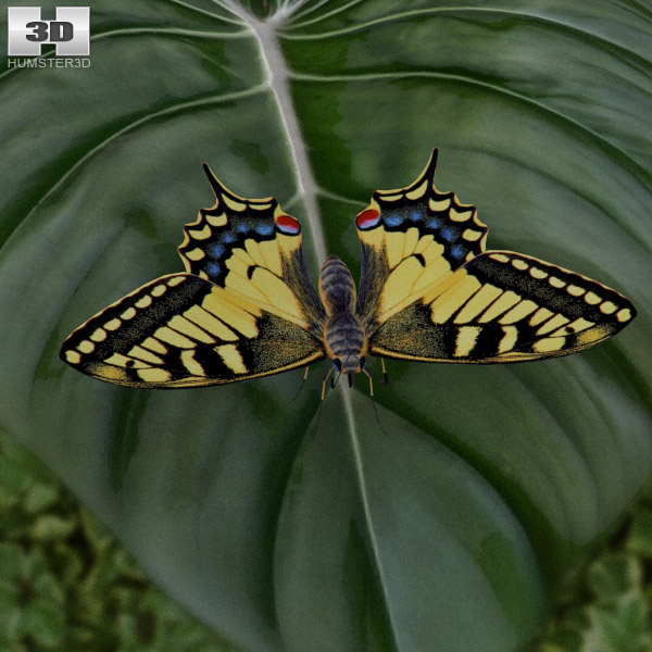 Machaon Low Poly 3D-Modell