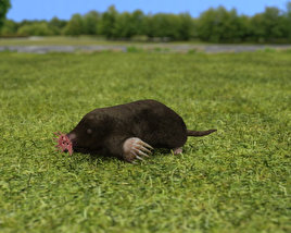 Star-Nosed Mole Low Poly 3D model