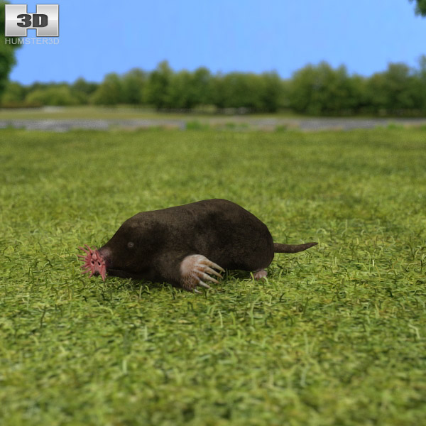 Star-Nosed Mole Low Poly 3D model