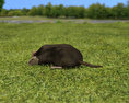 Star-Nosed Mole Low Poly 3d model