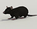 Rat noir Modèle 3d