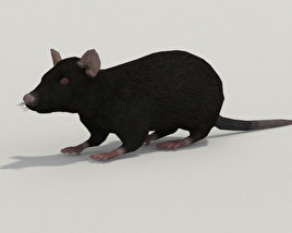 Black Rat Low Poly 3D model