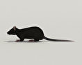 Black Rat Low Poly 3D 모델 